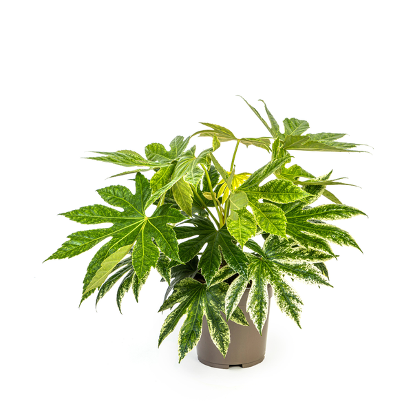 Fatsia Japonica Spider&
