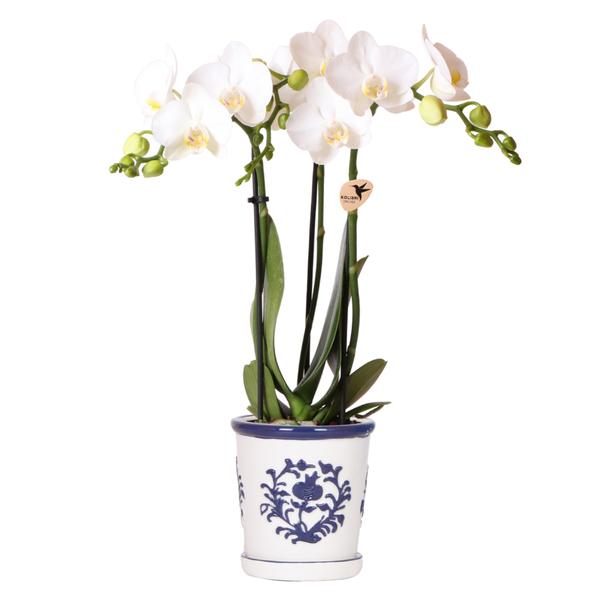 Kolibri-Orchideen | weiße Orchidee Amabilis + Malaga Dekotopf blau - Topfgröße Ø9cm | blühende Zimmerpflanze – frisch vom Züchter