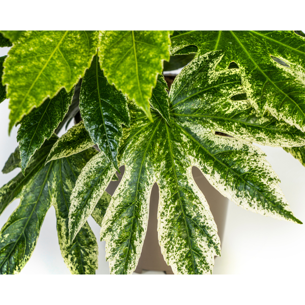 Fatsia Japonica Spider&