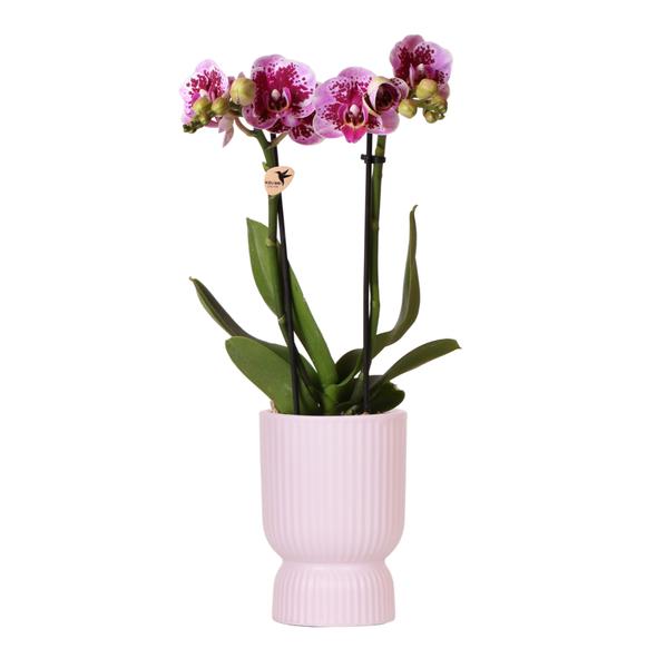 Paarse phalaenopsis orchidee El Salvador met sierpot lila