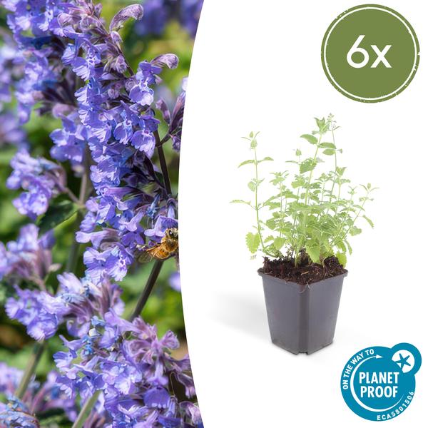 Nepeta &