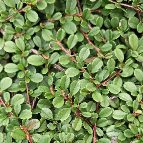 Cotoneaster pr. &