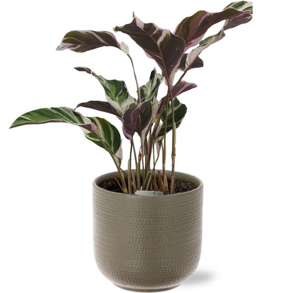 Calathea Fusion White Basic - Ø14cm - ↕40cm + Aresso Pot D15,5x14,5cm - Grijs Groen