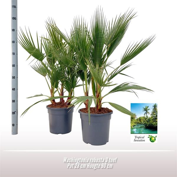 Washingtonia Robusta - Ø28 ↕90