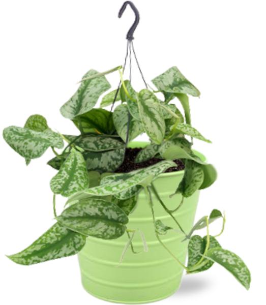 Scindapsus Pictus Trebie - Ø15cm - ↕25cm + Bodhi Pot D16x15cm - Groen
