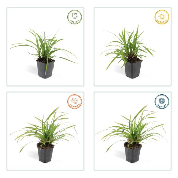 Carex morrowii &