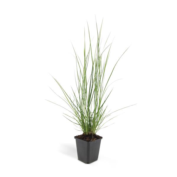 Pennisetum alopecuroides &