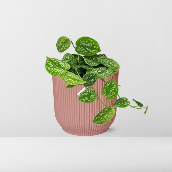 Scindapsus Pictus &