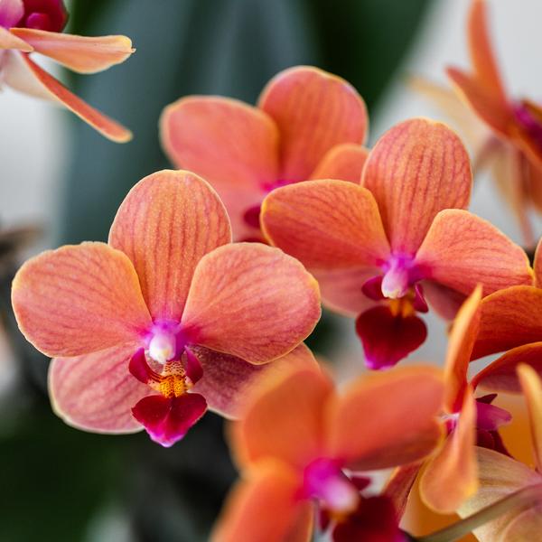 Kolibri Company | Gift set Untamed Nature | Plantenset met rode Phalaenopsis Orchidee en Succulenten incl. keramieken sierpotten
