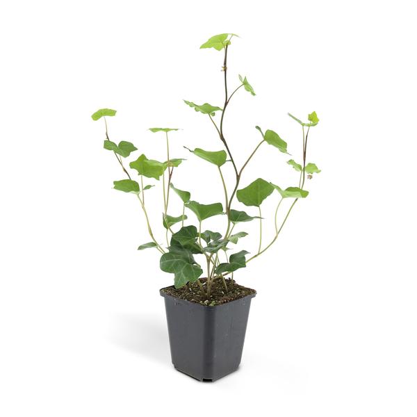 Hedera Hibernica - ↕10-25cm - Ø9cm - 6x