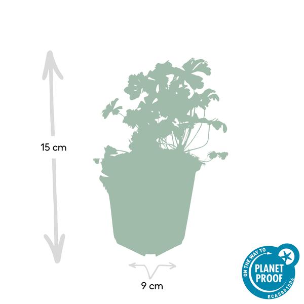 Geranium cant. &