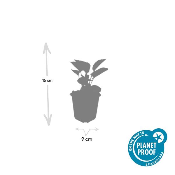 Echinacea p. &