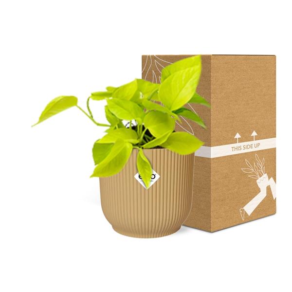 Epipremnum Pinnatum &