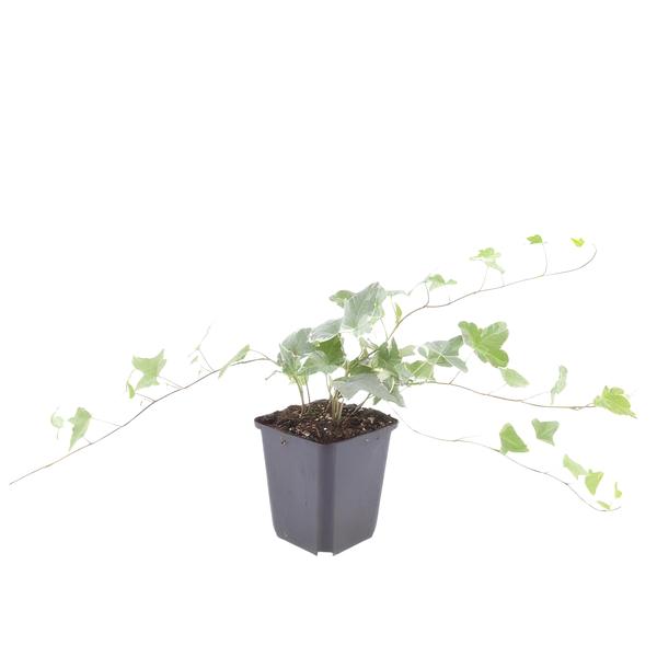 Hedera helix &
