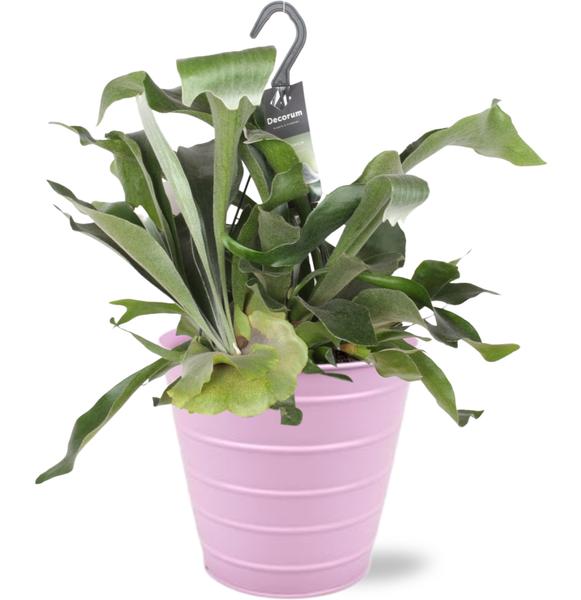 Platycerium Bifurcatum - Ø17cm - ↕30cm + Bodhi Pot D18x17cm - Roze