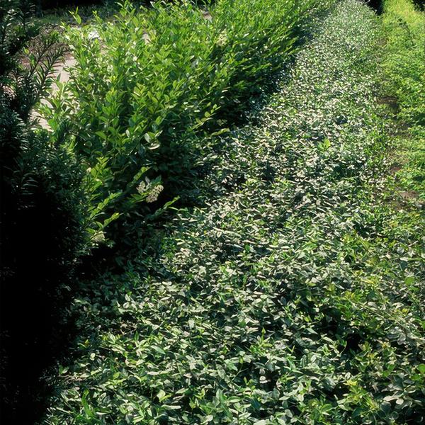 Euonymus fortunei radicans - ↕10-25cm - Ø9cm - 6x