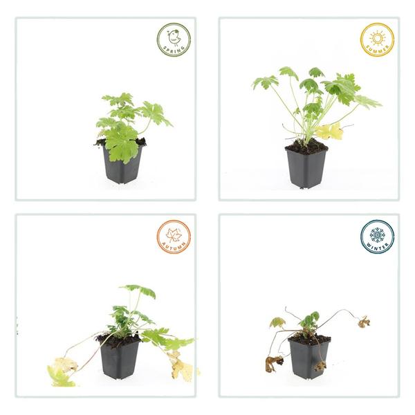 Geranium macr. &
