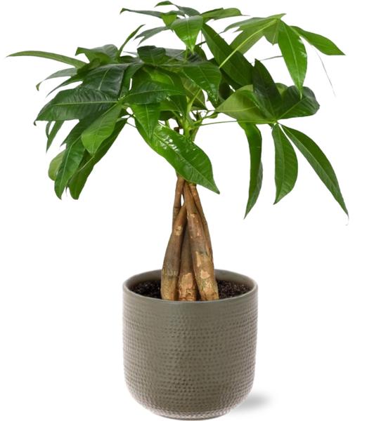 Pachira Aquatica - Ø12cm - ↕35cm + Aresso Pot D13x12,5cm - Grijs Groen