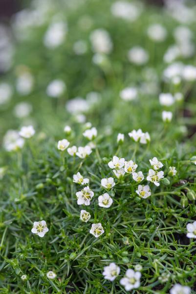 Sagina subulata