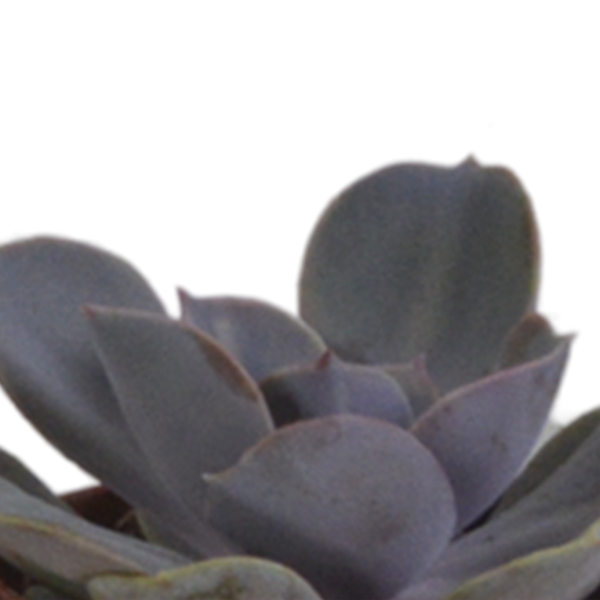 Vetplanten mix 5.5 cm - 5x - in terracotta pot