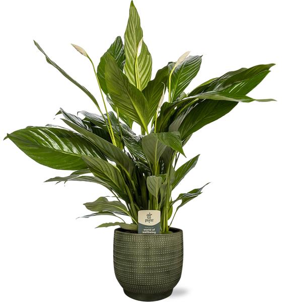 Spathiphyllum Bingo Cupido - Ø19cm - ↕80cm + Lykke Pot D21x20cm - Groen