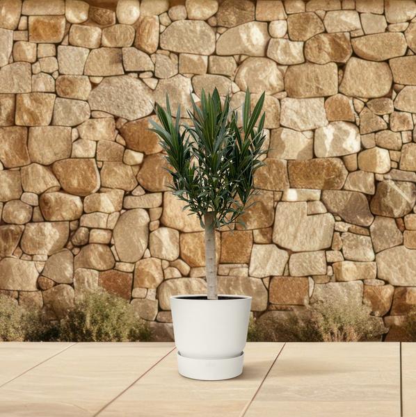 Nerium Oleander op Stam - Witte Bloem M