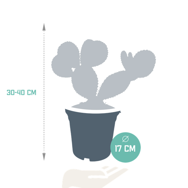 Opuntia microdasys - 17cm - zonder pot