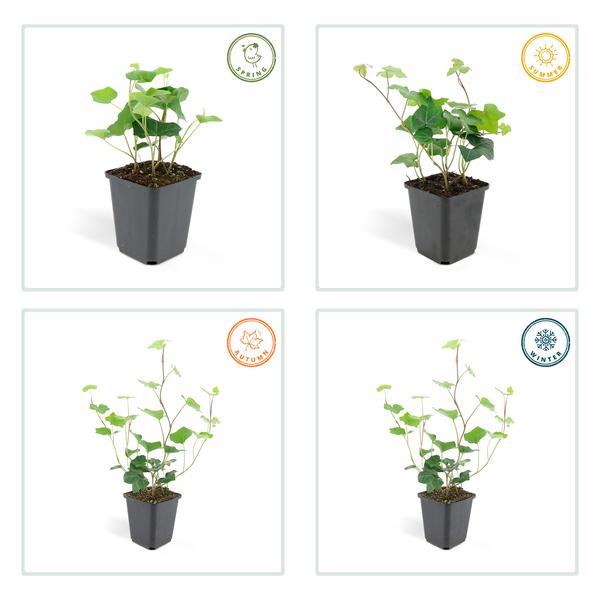 Hedera Hibernica - ↕10-25cm - Ø9cm - 6x