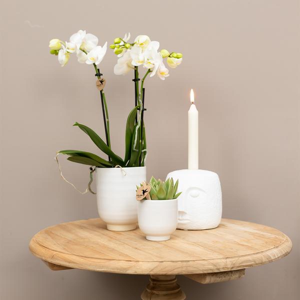 Glazed bloempot witte keramieken sierpot met glans 6 cm