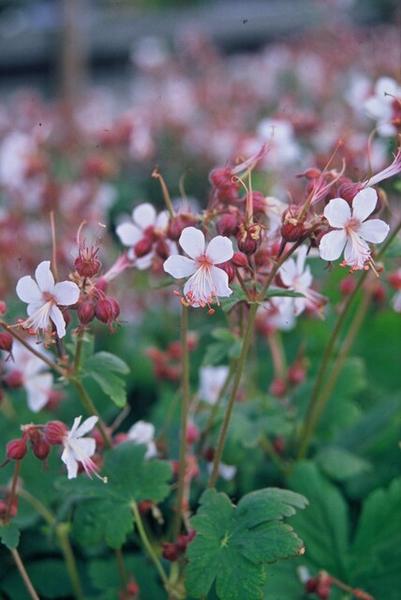 Geranium macr. &