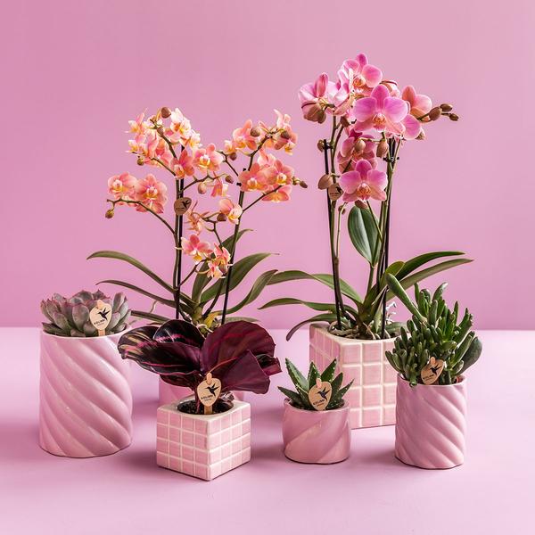 Mosa sierpot pink 9 cm