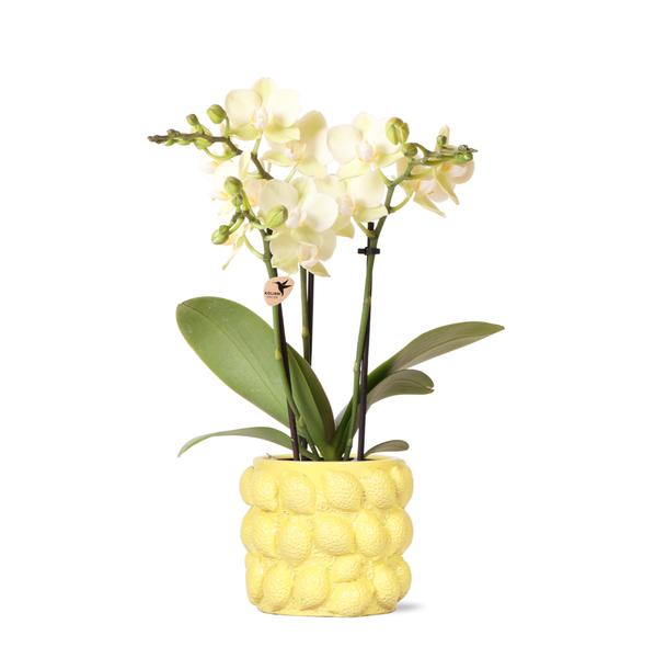 Gele phalaenopsis orchidee Mexico met sierpot