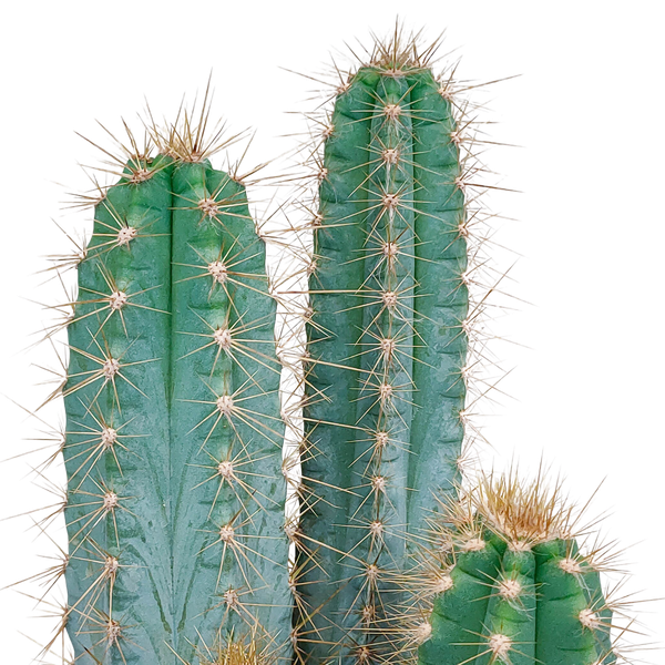 Pilosocereus azureus - 17cm - zonder pot