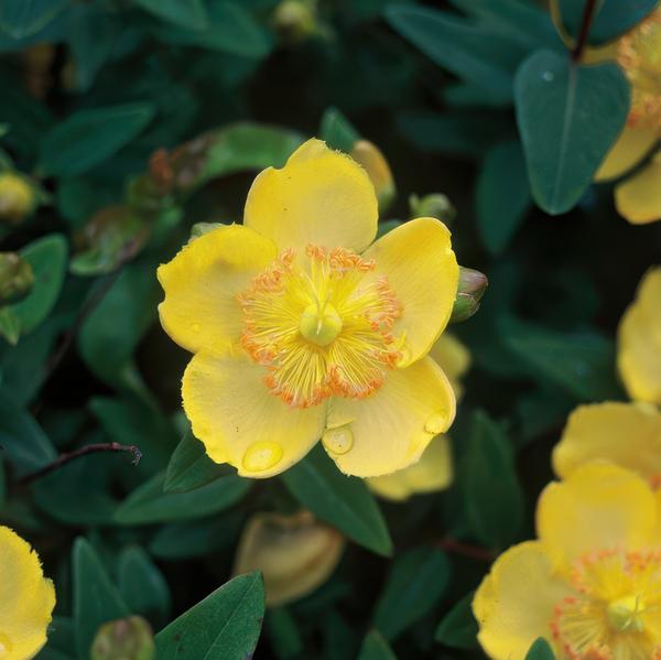 Hypericum calycinum - ↕10-25cm - Ø9cm - 20x