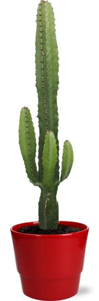Euphorbia Acrurensis - Ø17cm - ↕50cm + Pot Basic D18x15cm - Rood