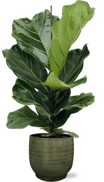 Ficus Lyrata - Ø17cm - ↕75cm + Lykke Pot D18x16cm - Groen