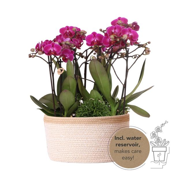 Paarse Plantenset in Cotton Basket inclusief waterreservoir
