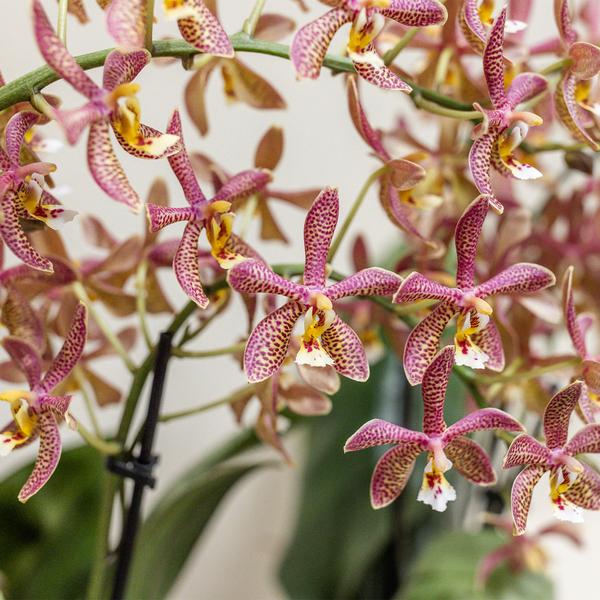 Spider oranje Phalaenopsis orchidee