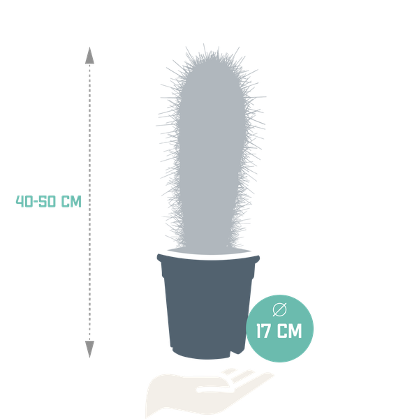 Pachycereus pringlei - 17cm - zonder pot