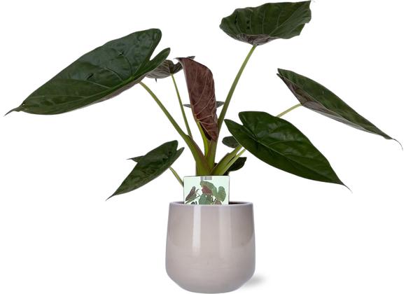 Alocasia Wentii - Ø19cm - ↕85cm + Puglia Pot D21/23,5x21cm - Grijs