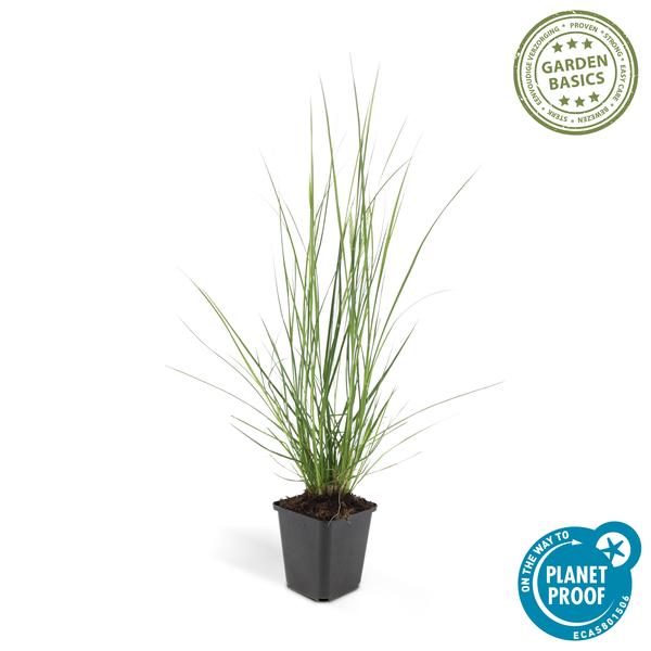Pennisetum alopecuroides &
