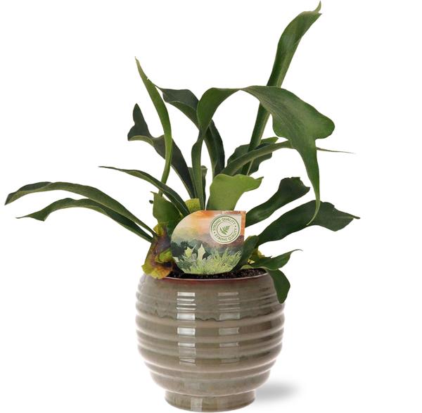 Platycerium Bifurcatum - Ø12cm - ↕35cm + Dalmine Pot D13x11,5cm - Groen
