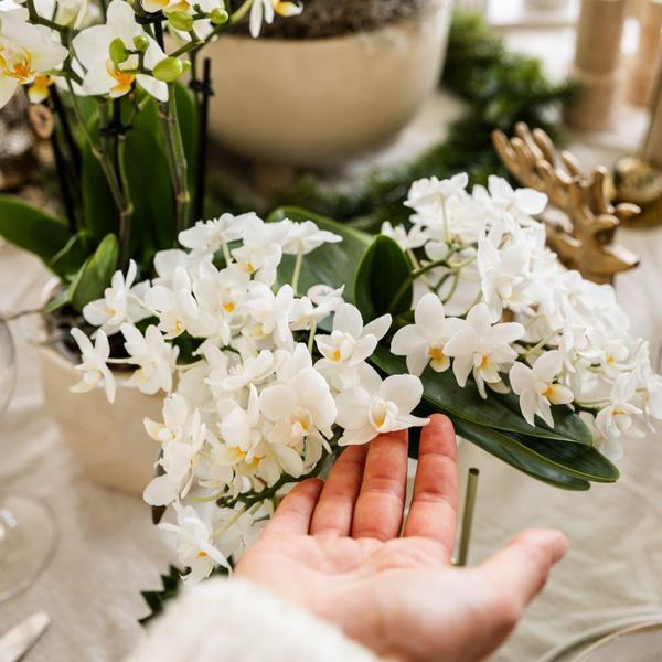 Witte Orchidee Nazaré met Pearl sierpot