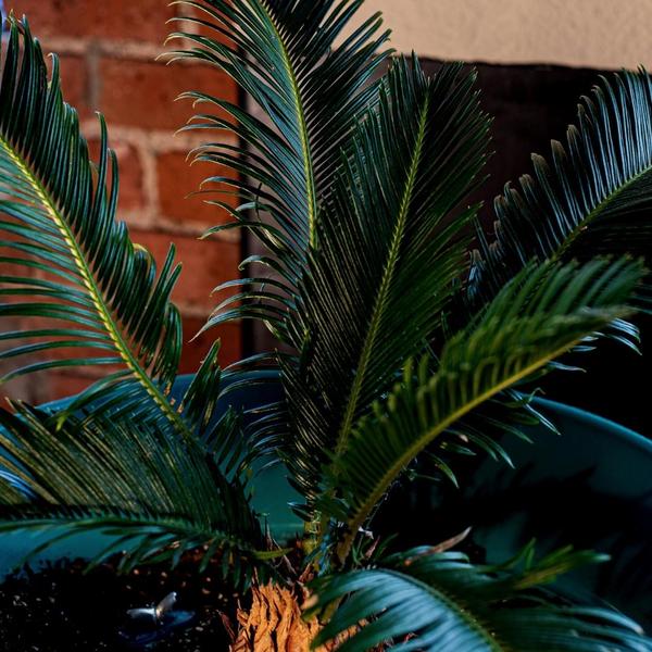 Mediterrane Potgrond 40 Liter inclusief wortelverbeteraar voor olijfbomen, citrus en palmen