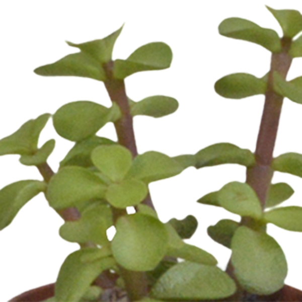 Vetplanten mix 5.5 cm - 5x - zonder pot