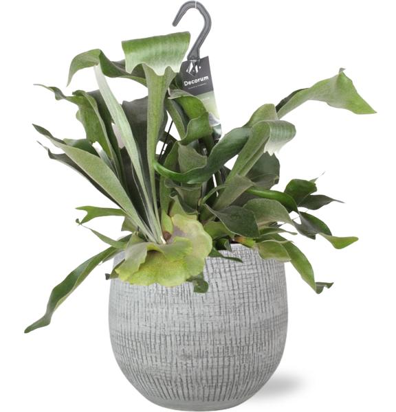 Platycerium Bifurcatum - Ø17cm - ↕30cm + Ryan Pot D18x16cm - Wit