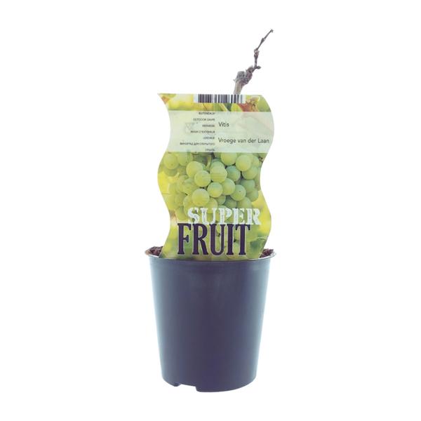 Vitis Vroege Van Der Laan (Witte druif) - Ø12cm - ↕30cm