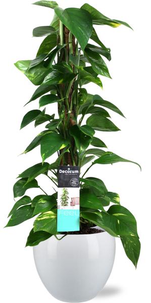 Epipremnum Mosstok - Ø19cm - ↕80cm + Bowl Pot D19/21x18.5cm - Wit