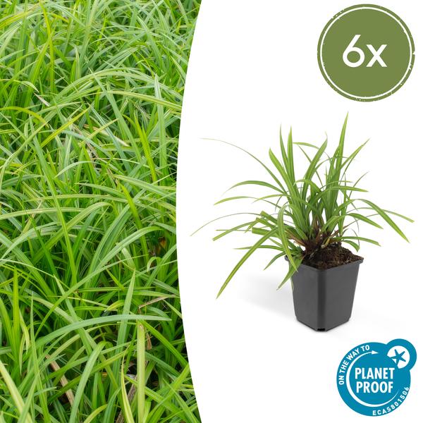 Carex morrowii &