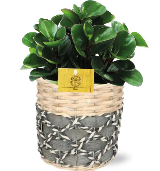 Peperomia Burning Bush - Ø15cm - ↕25cm + Lexi Pot D17x17cm - Grey